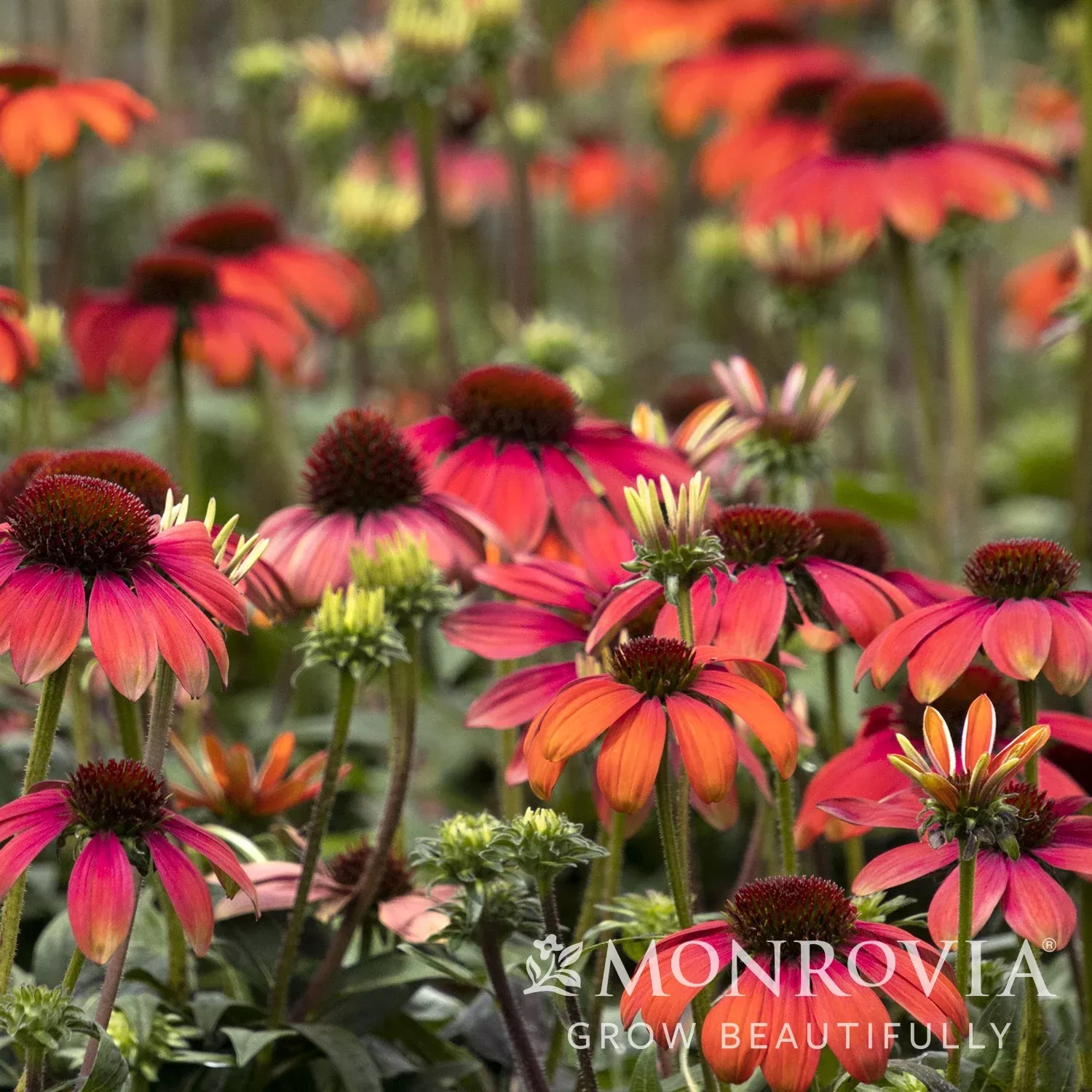 Monrovia Evolution™ Fiesta™ Coneflower