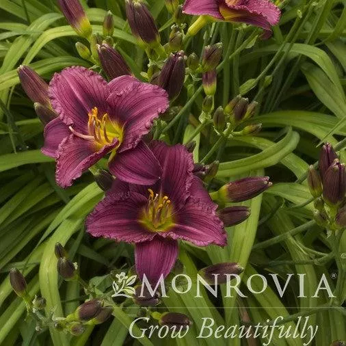 Monrovia Little Grapette Daylily