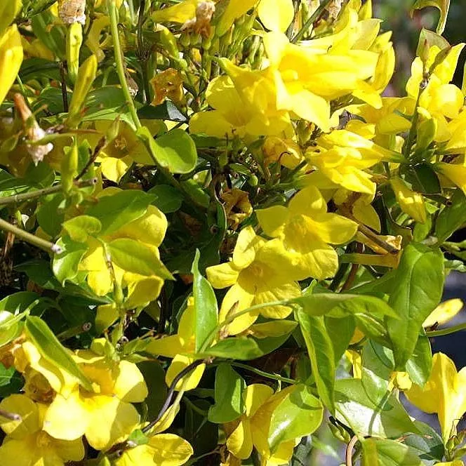 Monrovia Swamp Jessamine