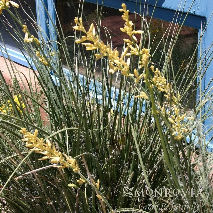 Monrovia Yellow Hummingbird Yucca
