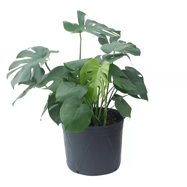 Monstera Bush 14"