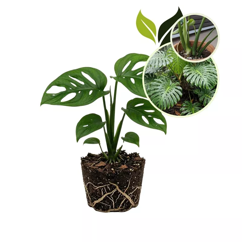 Monstera Deliciosa Live Plant – Swiss Cheese Houseplant 4-6 Inches Tall Indoor Tropical
