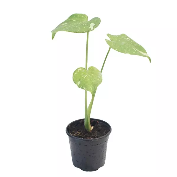 Monstera/Thai Constellation 4"