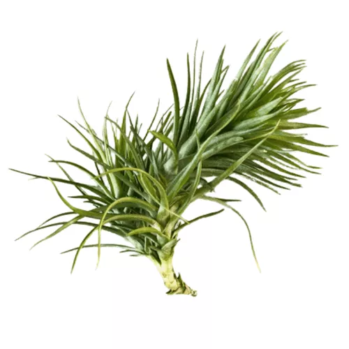 Montana Air Plant