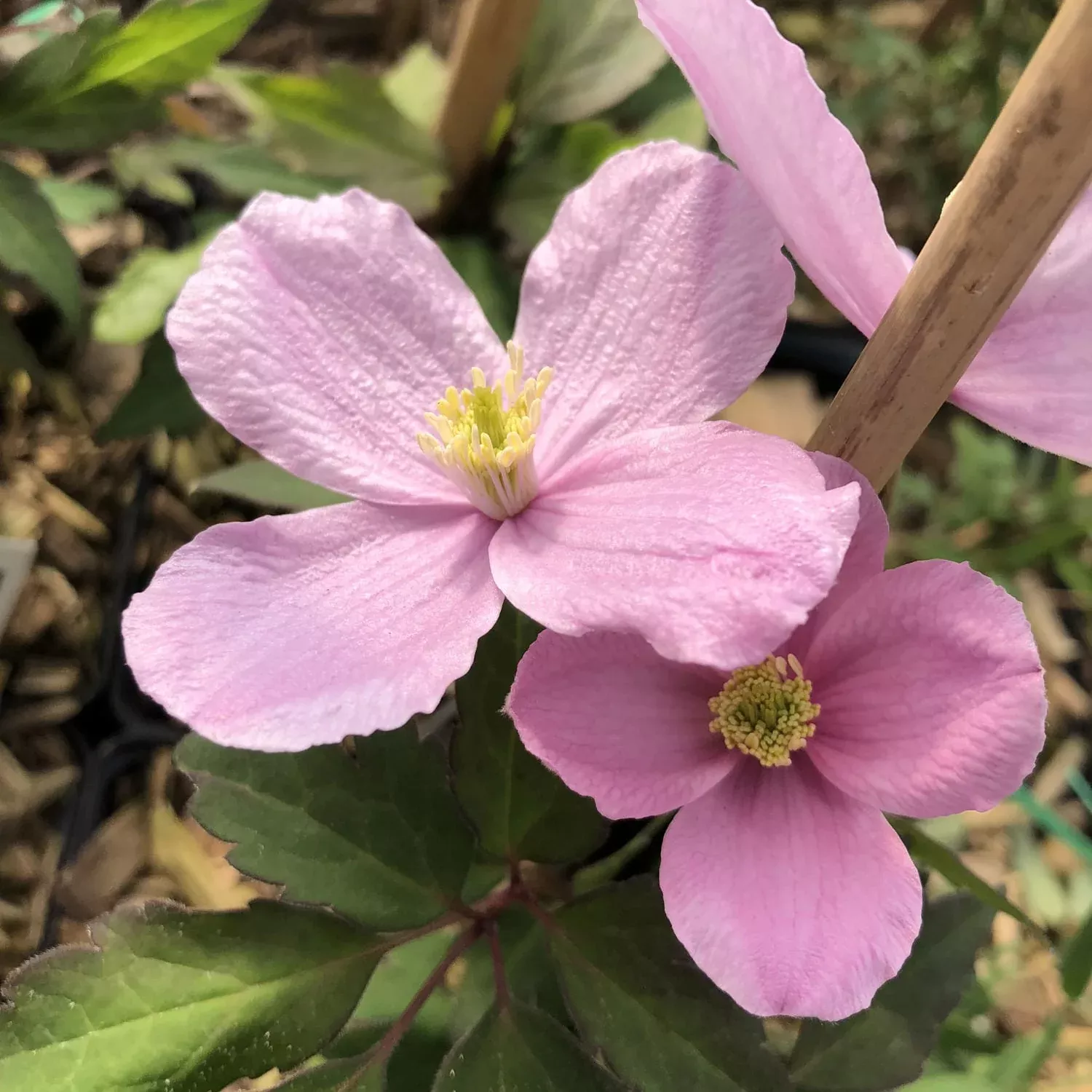 'Montana Mayleen' Clematis