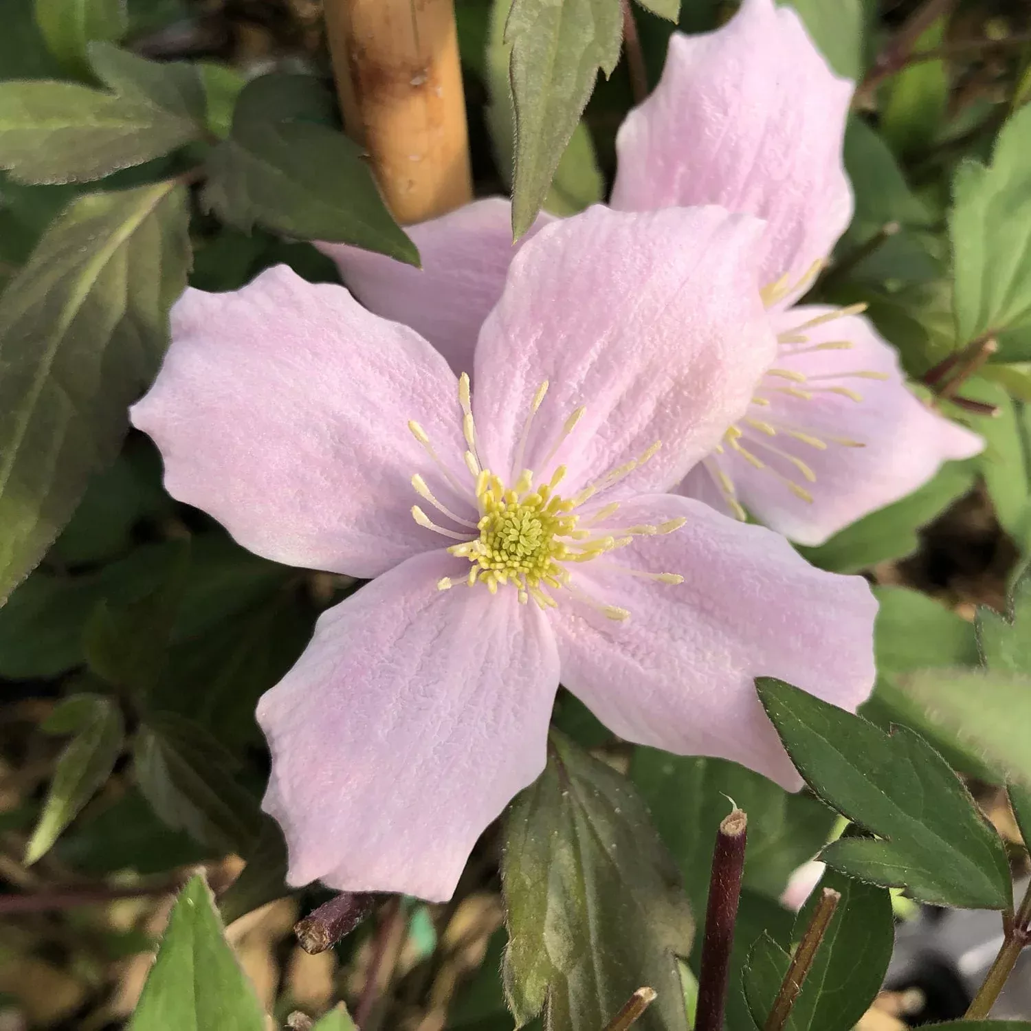 'Montana Rubens' Clematis