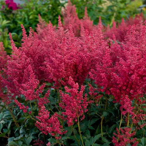 'Montgomery' Japanese Astilbe