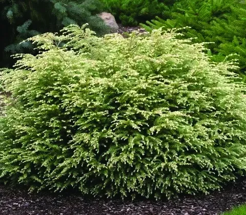 Moon Frost Canadian Hemlock