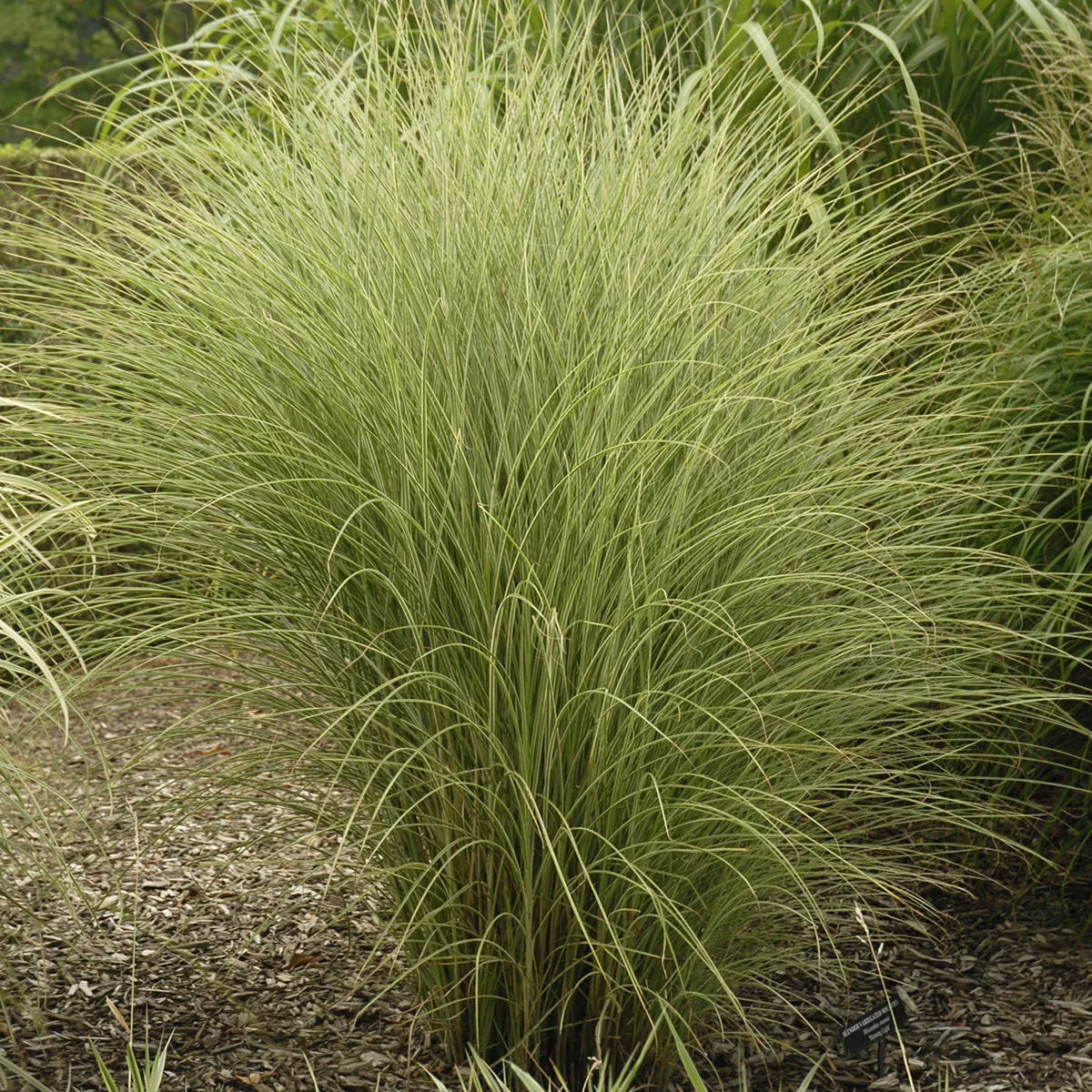 'Morning Light' Maiden Grass (Miscanthus)