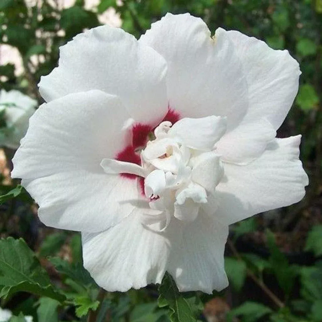 Morning Star Althea Shrub | Pixies Gardens