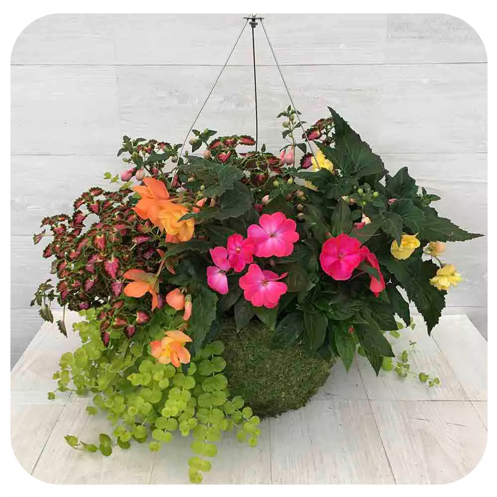 Moss Hanging Basket Shade 1