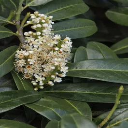 Mount Vernon English Laurel