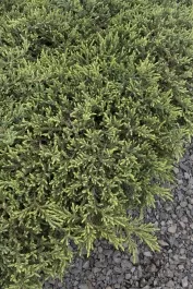 Mountain Juniper