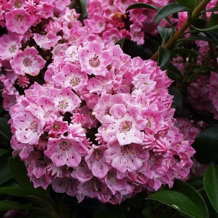 Mountain Laurel, Bridesmaid Mountain Laurel