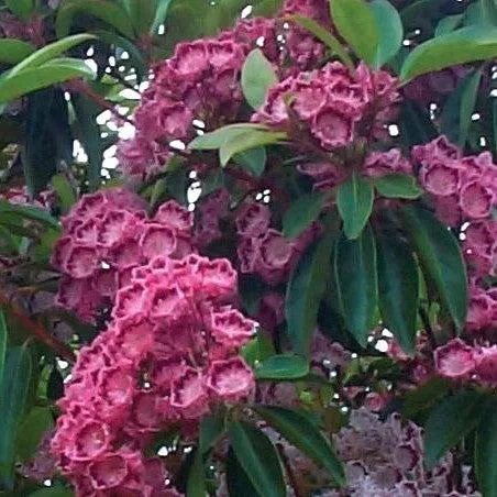 Mountain Laurel, Red Bandit Mountain Laurel