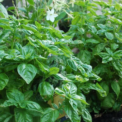 Mozzarella Basil Plant