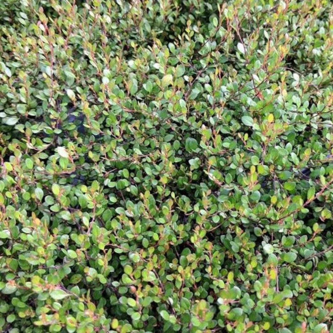 Muehlenbeckia 'Nana' Little Leaf Wirevine