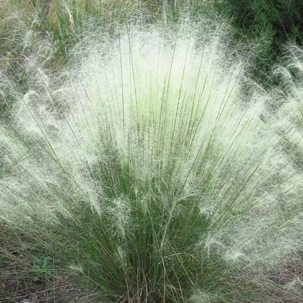 Muhly Grass, White Cloud #3