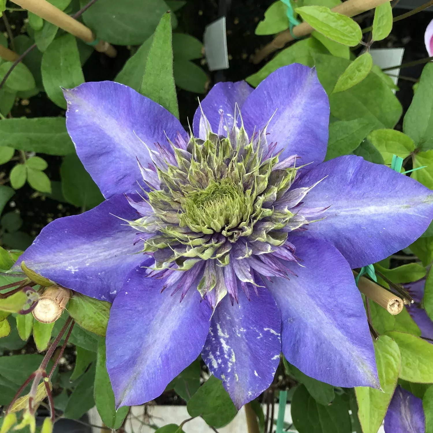 Multi-Blue Clematis