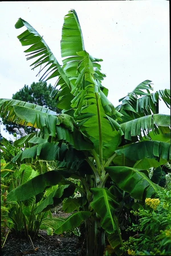 Musa 'Rajapuri'