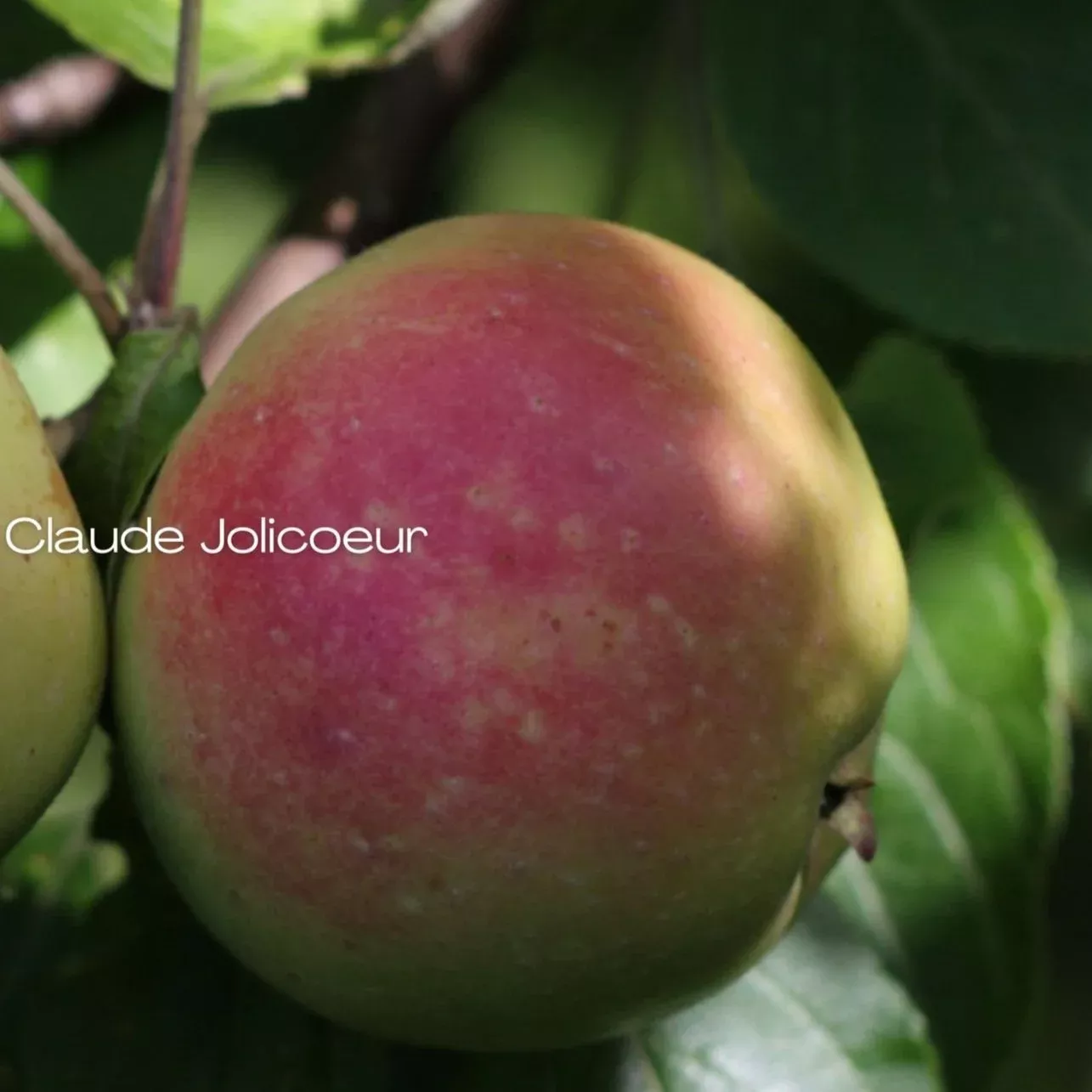 Muscadet de Dieppe Apple