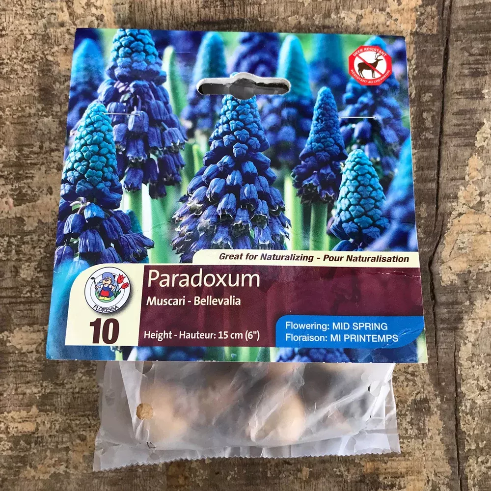 Muscari 'Paradoxum'