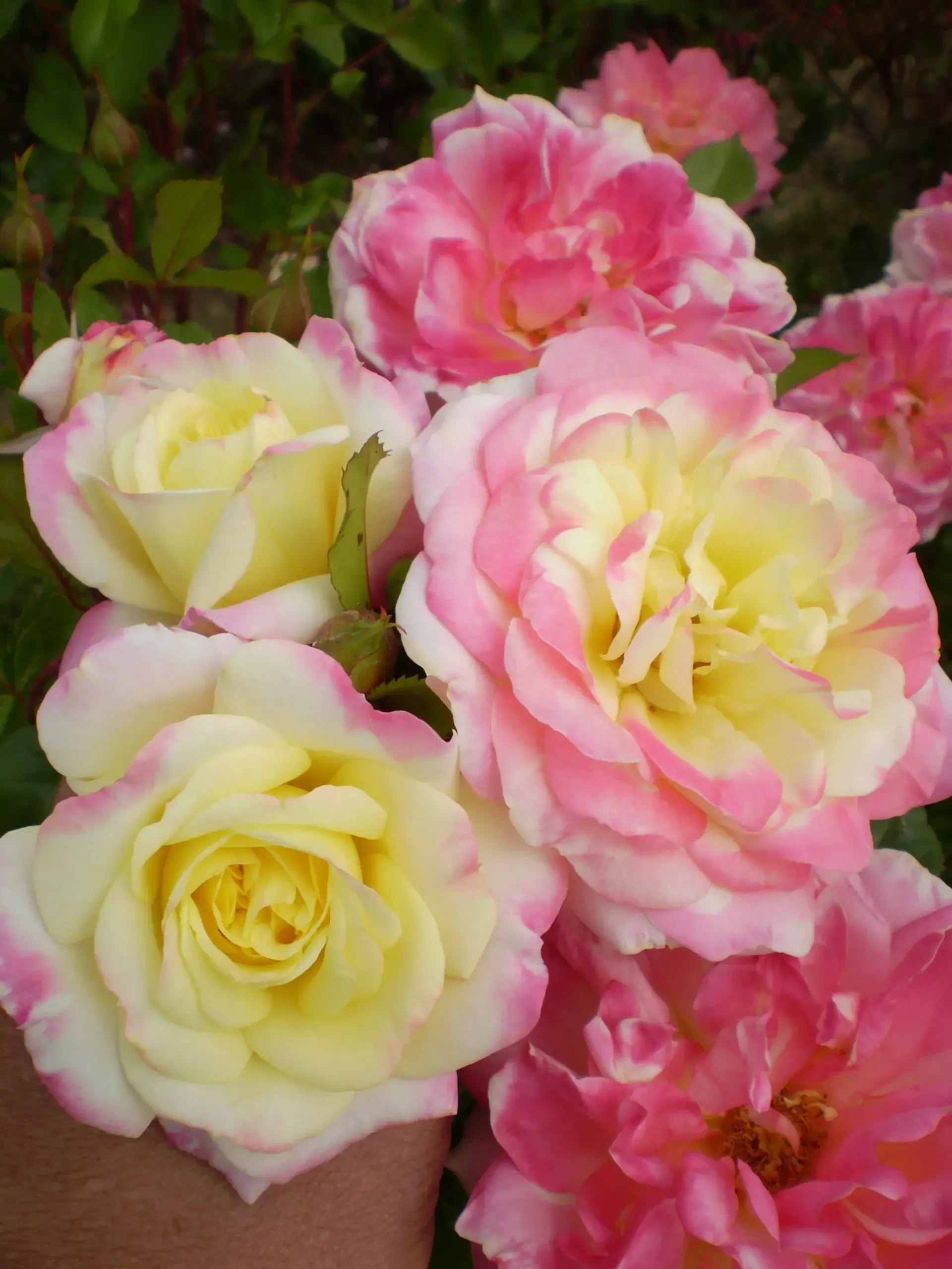 Music Box Rose