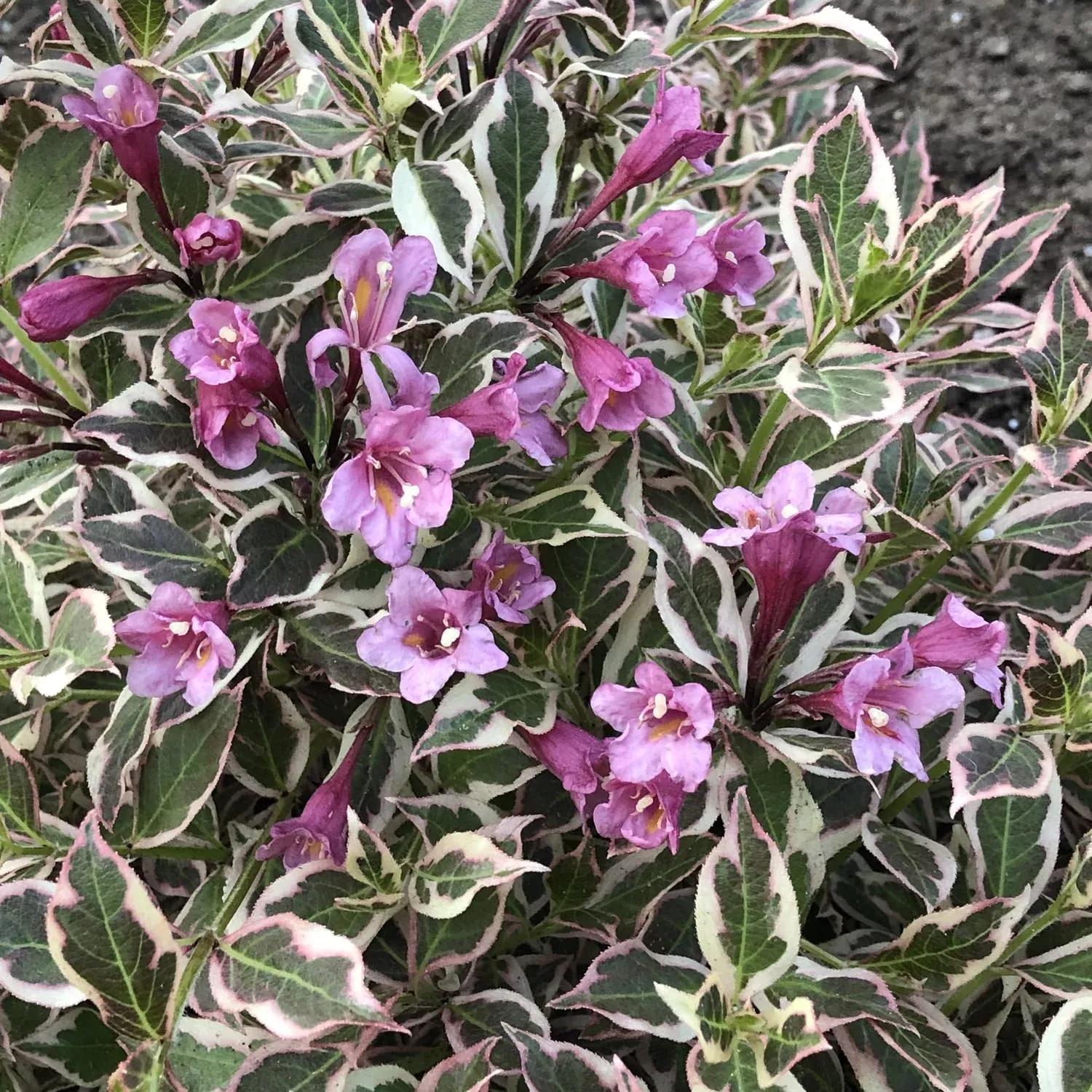My Monet Weigela
