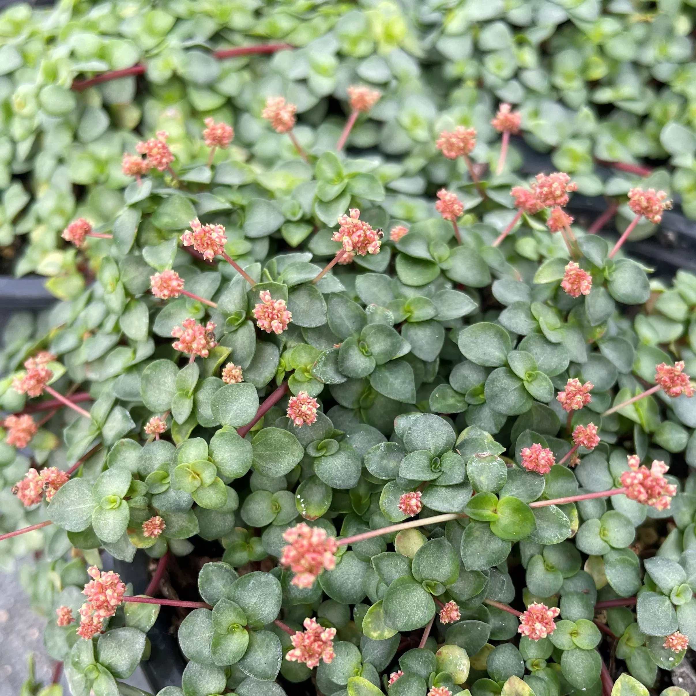 Mystifall Pilea