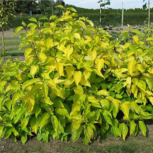 Neon Burst Dogwood