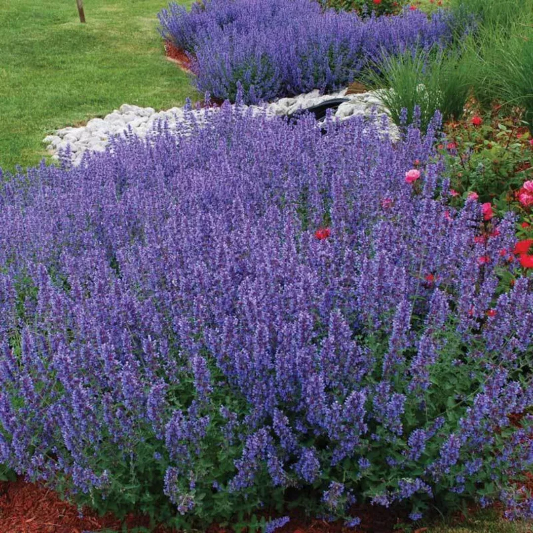 Nepeta racemosa 'Walker's Low' Catmint - [EG]