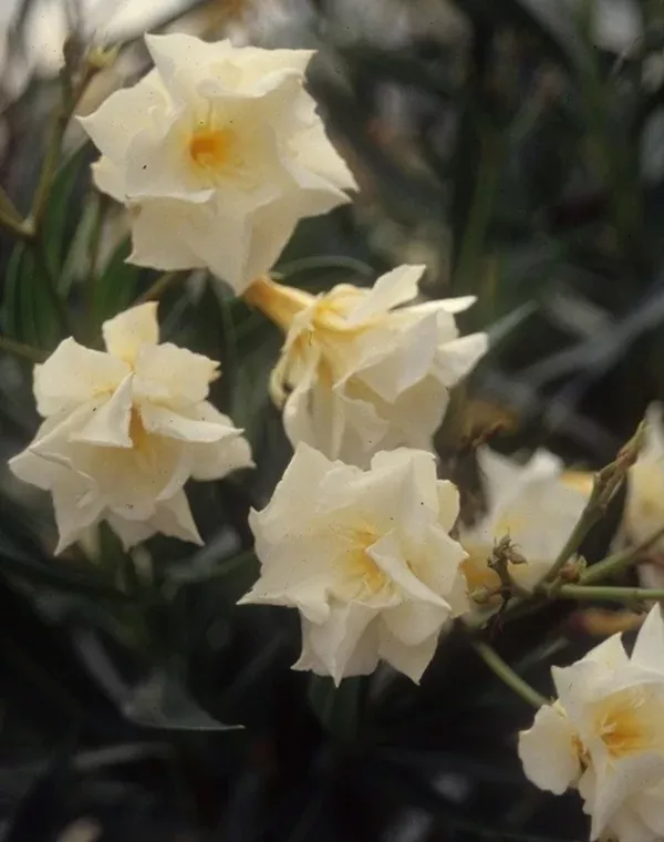 Nerium oleander 'Mathilde Ferrier'