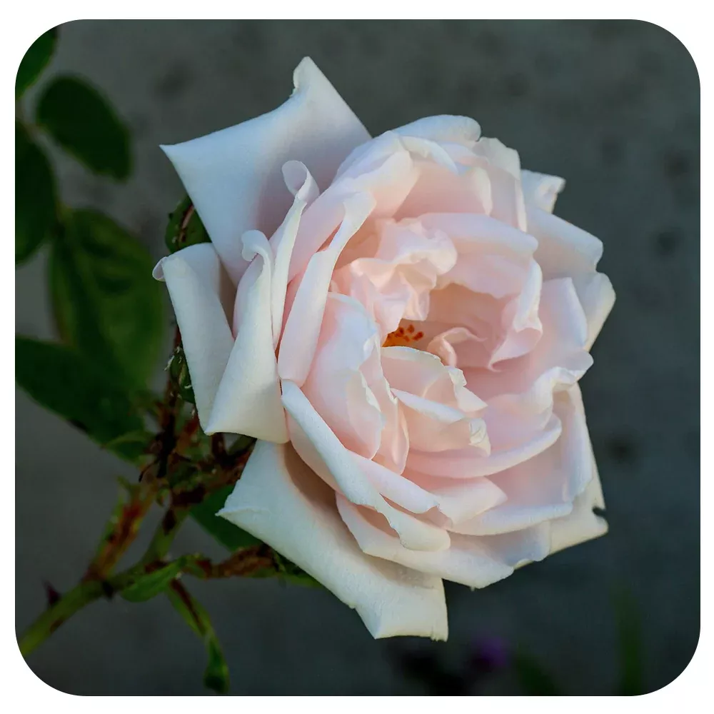 New Dawn Climbing Rose by Weeks Roses