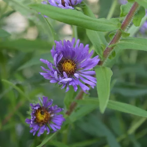New England Aster