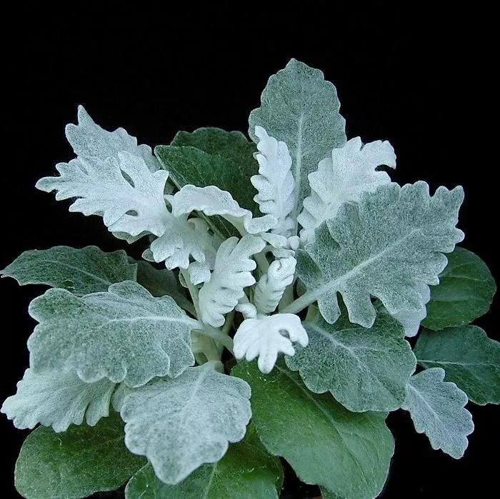 New Look Dusty Miller