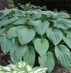 Niagara Falls Hosta