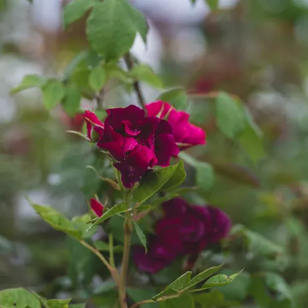 Night Owl Climbing Rose - Wine/Purple