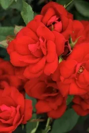 Nitty Gritty Red Rose