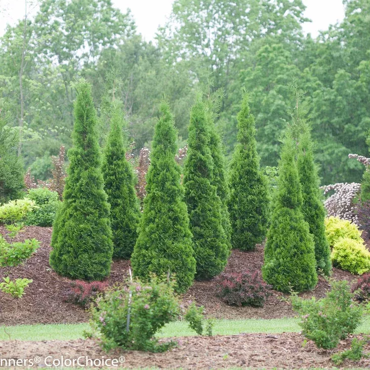North Pole Arborvitae - Thuja
