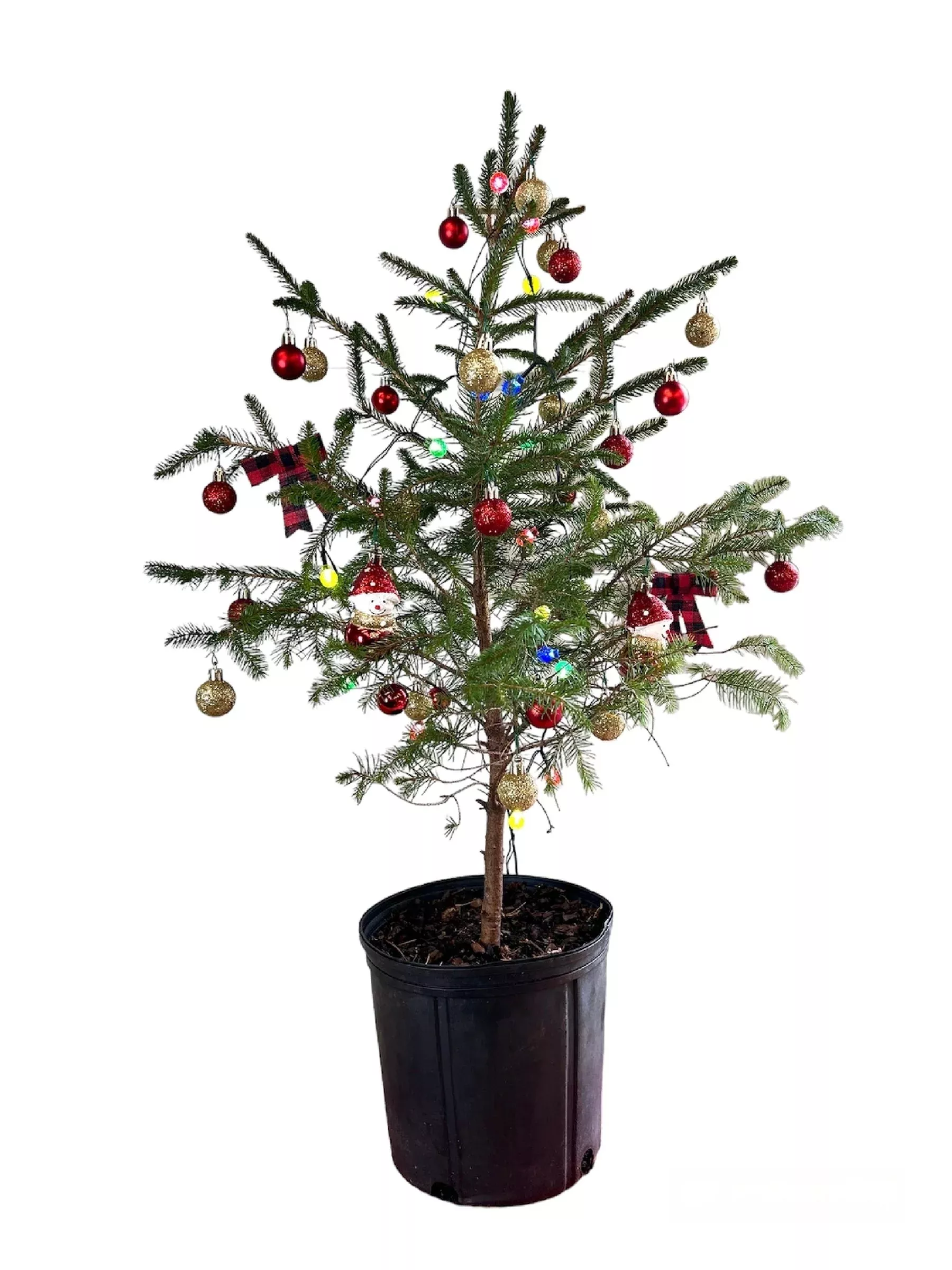 Norway Spruce Live Mini Christmas Tree – Cl | Pixies Gardens