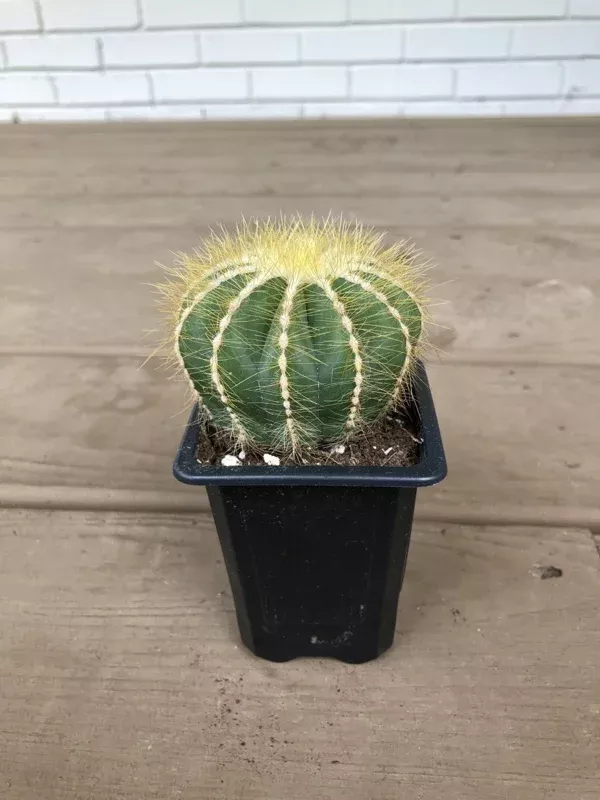Notocactus Magnificus Balloon Cactus Live Plant – 2.5 inch Potted Succulent