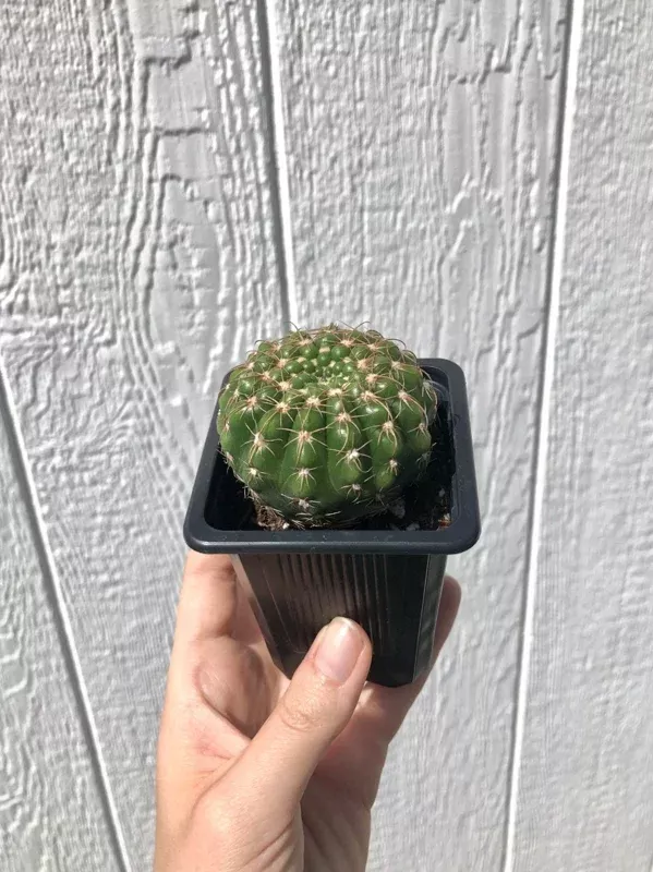 Notocactus Uebelmannianus Cactus – 2.5 inch Potted Live Succulent