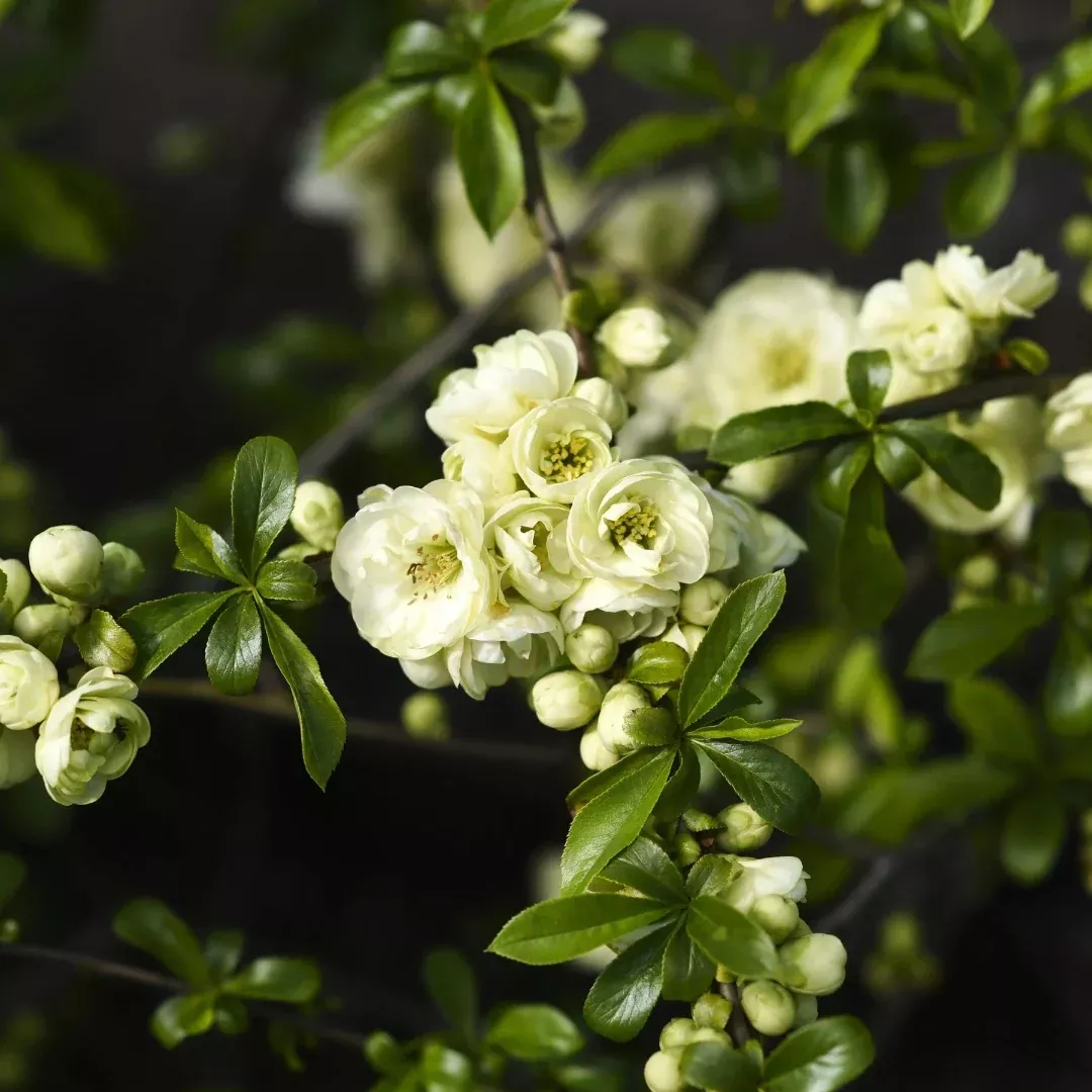 O Yashima Quince