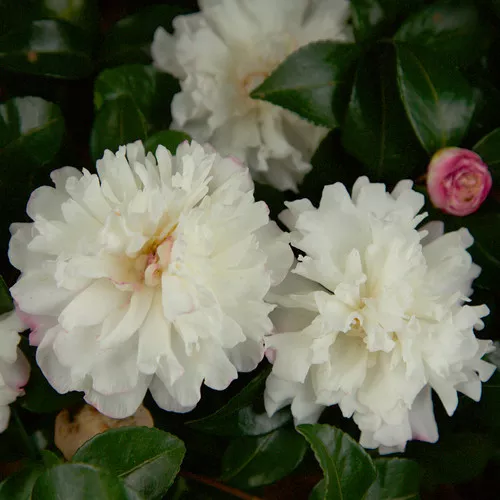October Magic Snow™ Camellia
