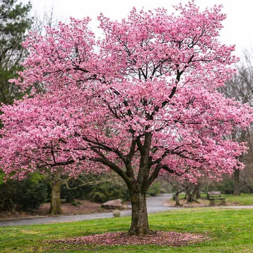Okame Flowering Cherry Tree
