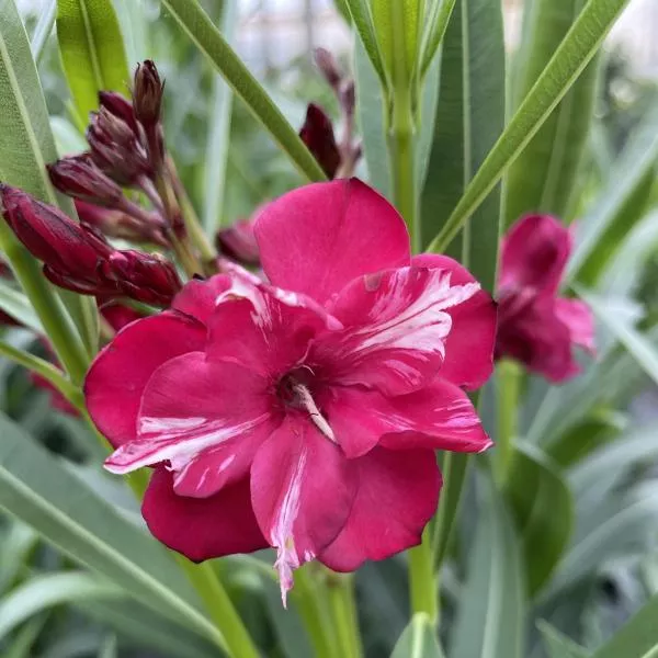 ¡Olé!™ Bicolor Red Oleander (Nerium)