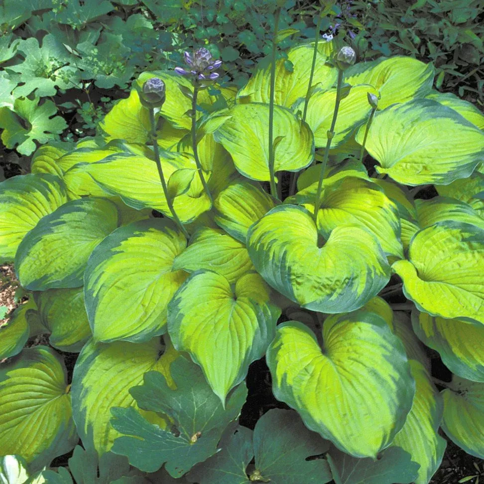 'Old Glory' Hosta