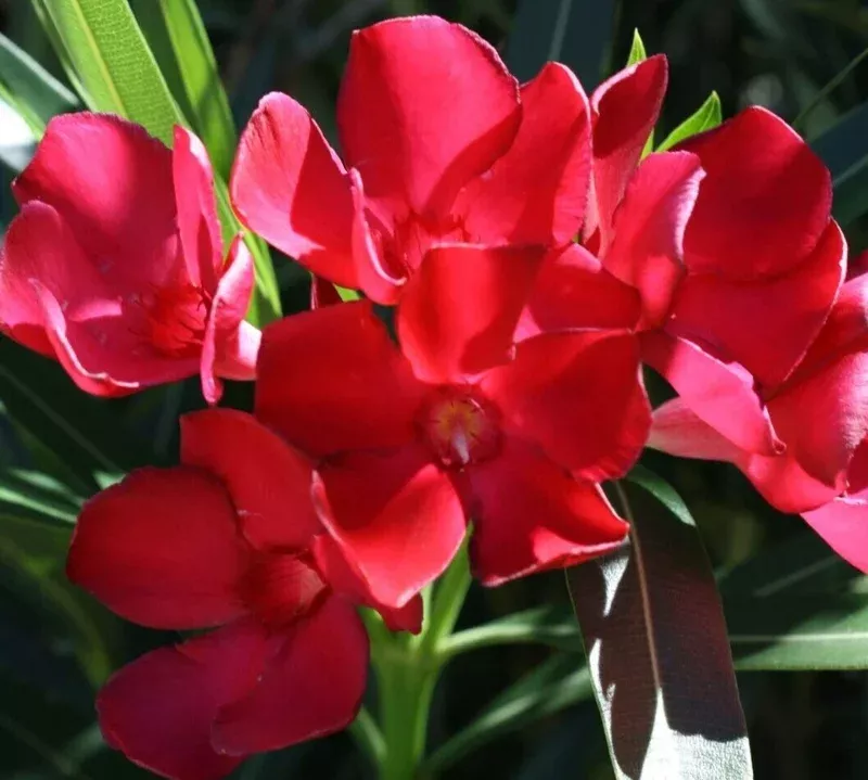 Oleander Live Cuttings – Red Flowering Shrub, 7 Unrooted Cuttings, 6 inch
