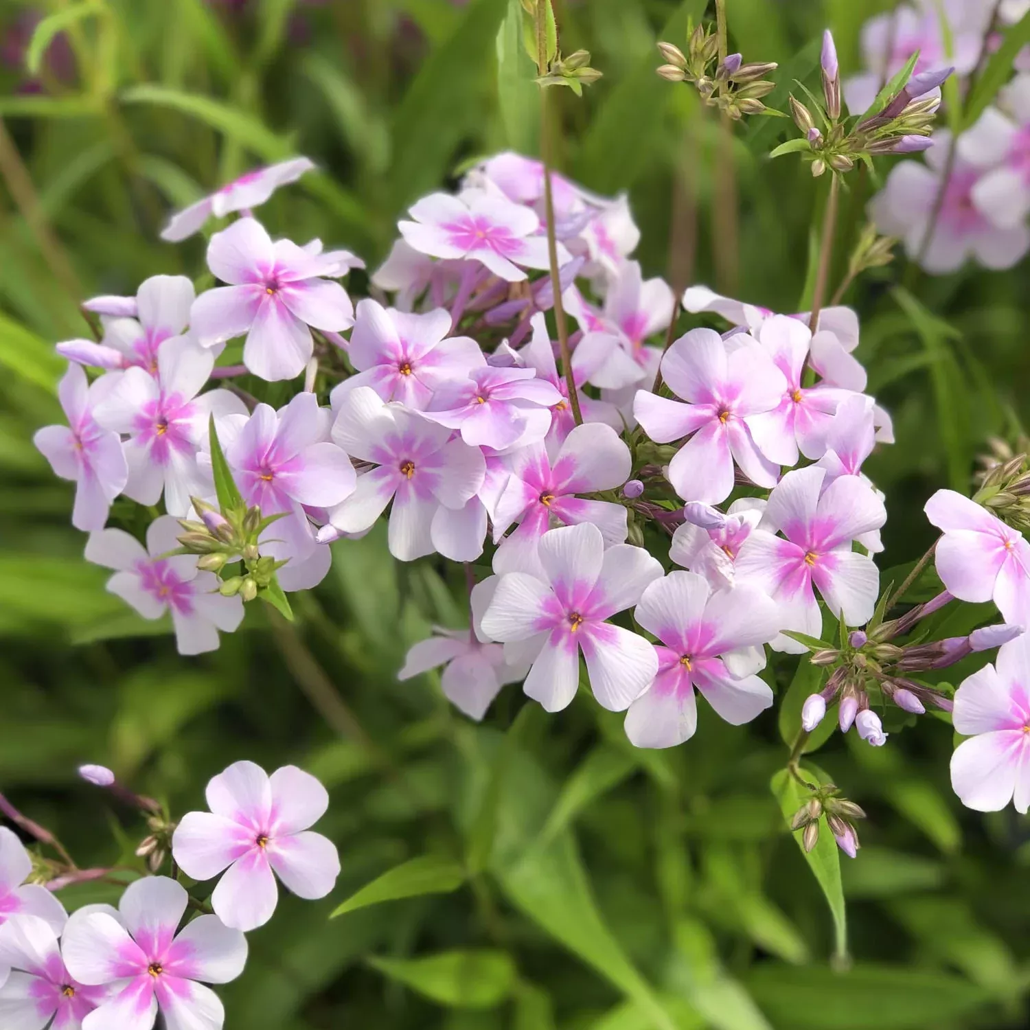 'Opening Act Pink-a-Dot' Hybrid Phlox