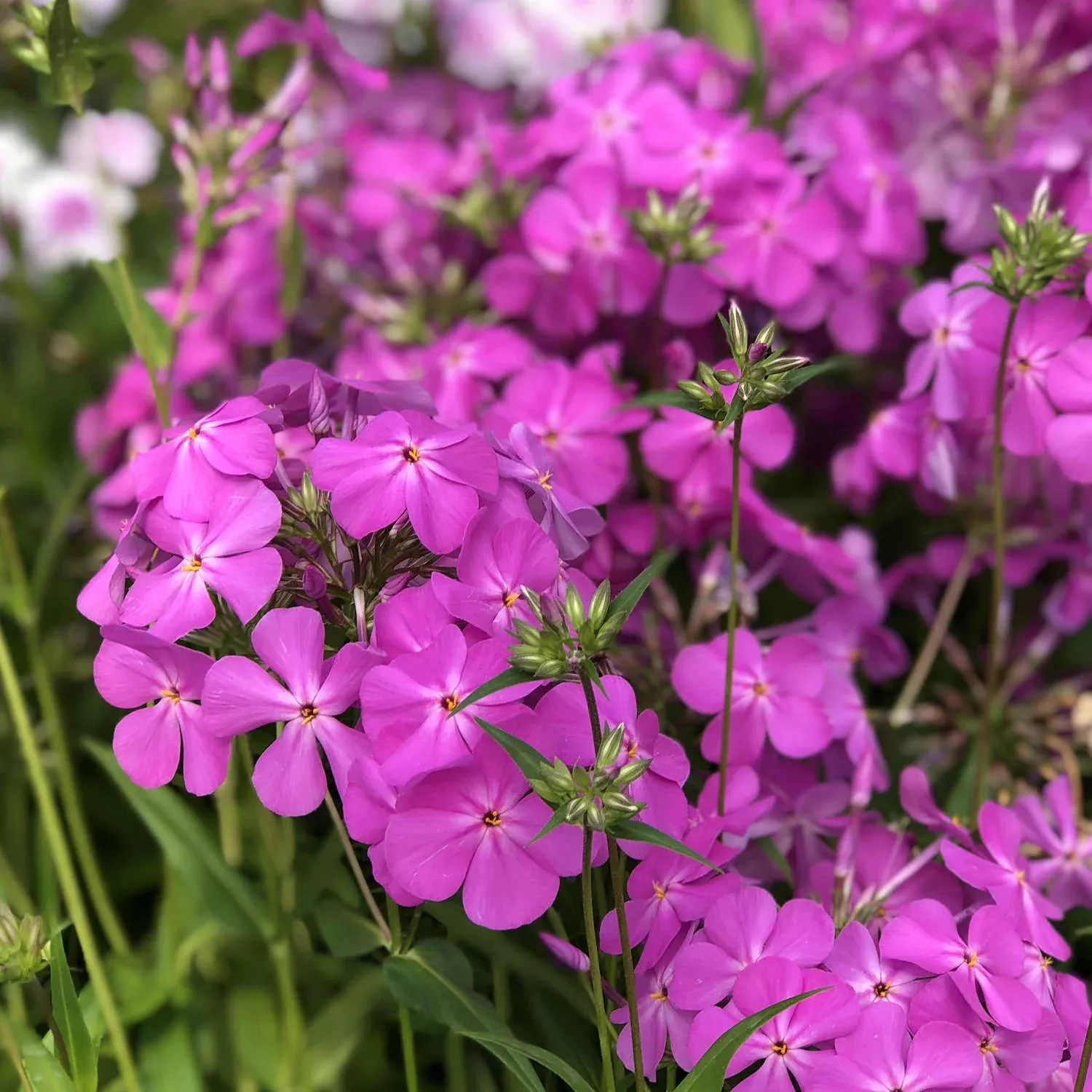 'Opening Act Ultrapink' Hybrid Phlox